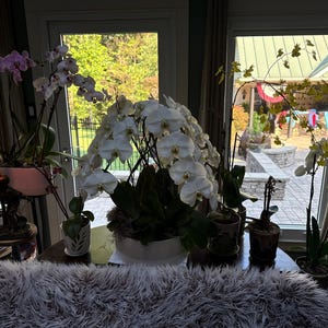 Michelle added a photo of their purchase