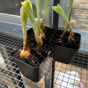 Kayla ha añadido una foto de su compra