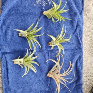 Deirdre さんが購入した商品の写真を追加しました