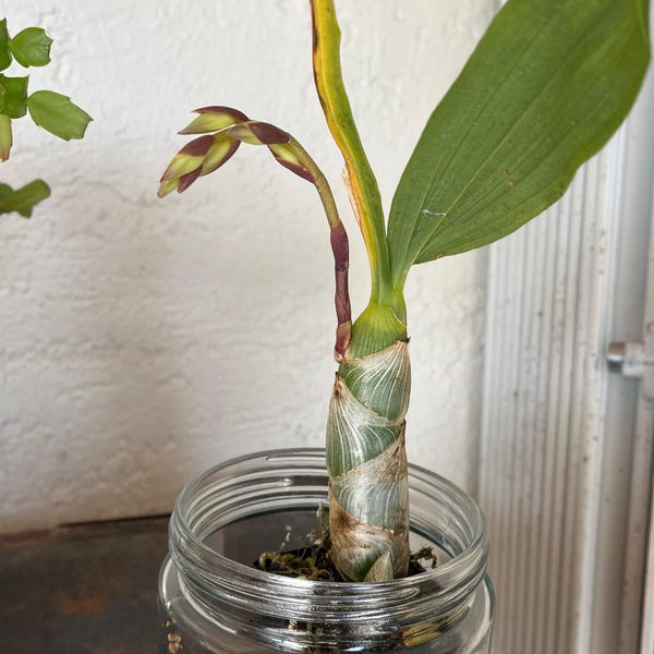 Osp. Brazilian Sun 'Samba' (Oncidopsis Pacific Waters x Oncostele Sunup