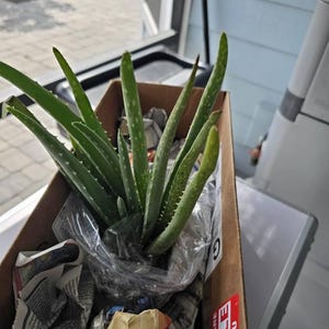 Aloe Vera Medicine Barbadensis miller Succulent Plant - Etsy.de