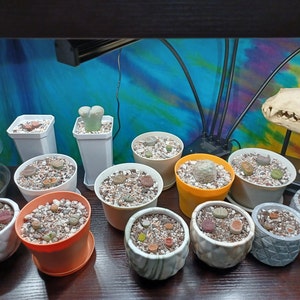 Hippy-Dippy-Gypsy added a photo of their purchase