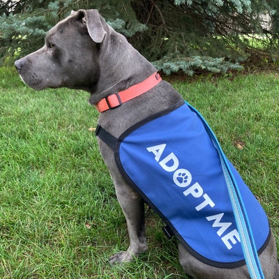 Rescue Dog Jacket Vest Adopt Me Dog Vest Foster Dog Slogan - Main Image