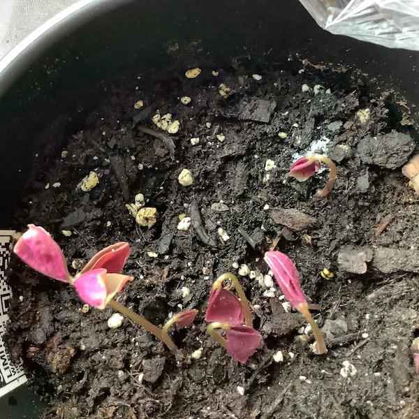 Pink Spanish Lavender Seeds, Lavandula Stoechas Bandera LS0220 - Etsy