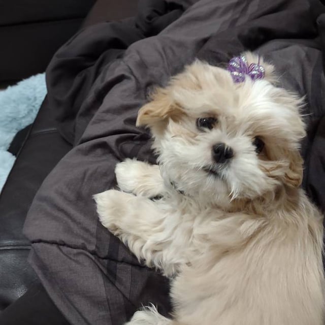 Top Knot Shih Tzu Puppy Hair Bows For Dogs Dog Bows, Small Dog