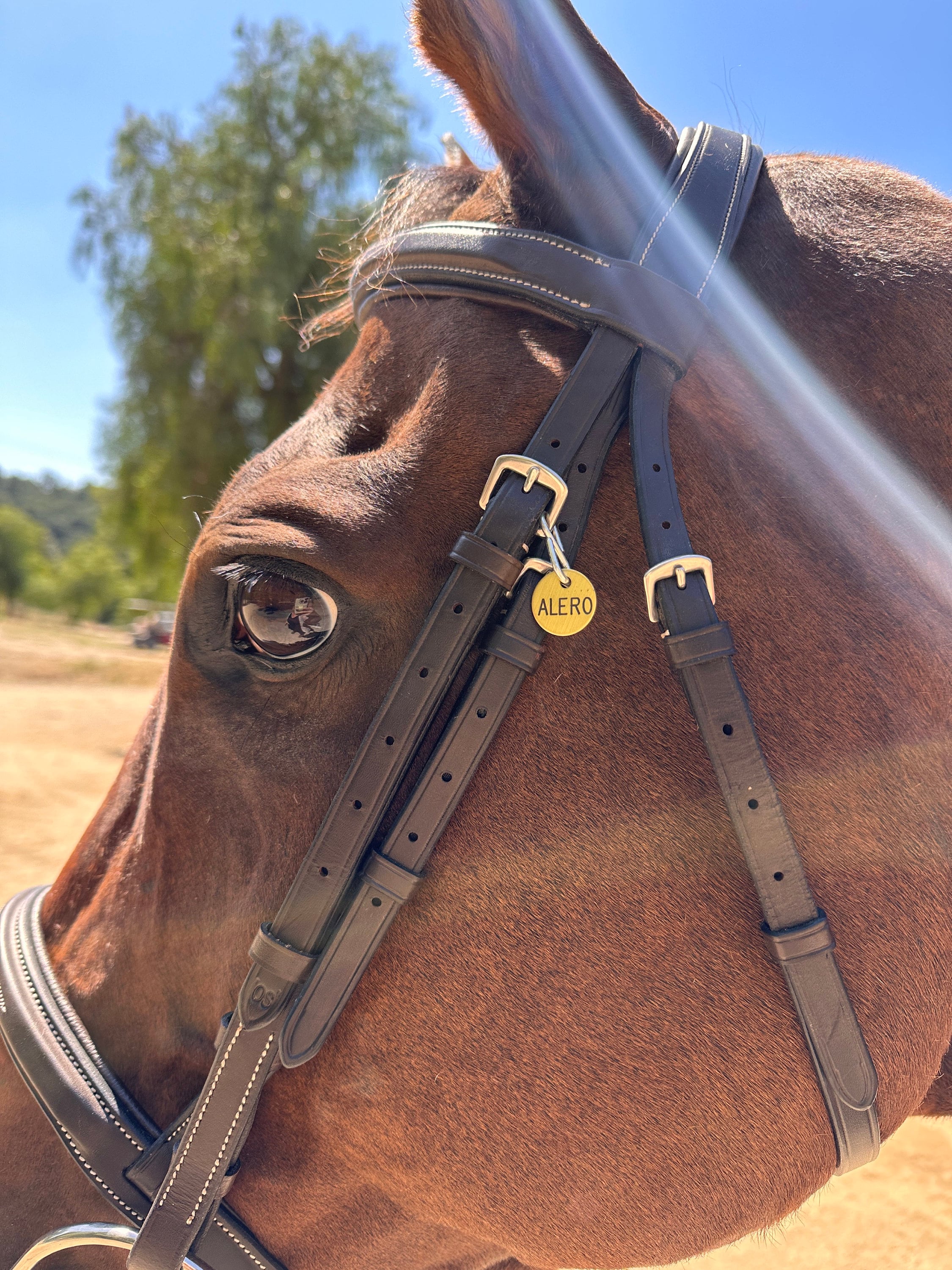 BRIDLE TAG THICK Halter- Small 3/4&quot; Custom Engraved Solid Brass or Nickel Silver