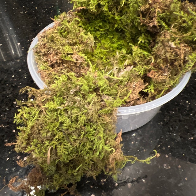 High Quality Sheet Moss/Brocade Moss  Hypnum Imponens Washed, No Bugs,  Terrarium Vivarium Fairy Garden Bonsai - Yahoo Shopping