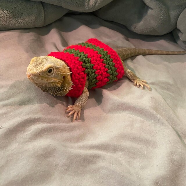 Crocheted Freddy Krueger Bearded Dragon Costume | Lizard Clothing