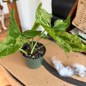 Shelly added a photo of their purchase