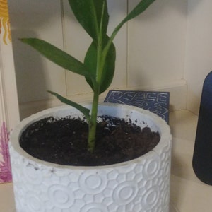 Blue Java Banana Tree Ice Cream Banana Plant Starter Fruit - Etsy