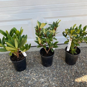 Kevin added a photo of their purchase