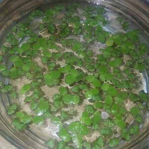 40 Riccia Water Spangles FREE BONUS PLANT Live Floating Plant for ...