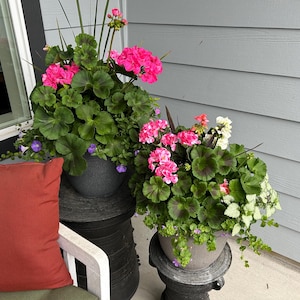Dawntreader added a photo of their purchase