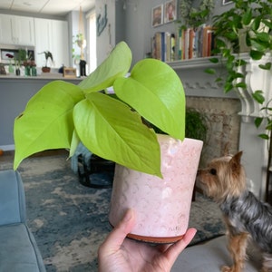 Nhu added a photo of their purchase