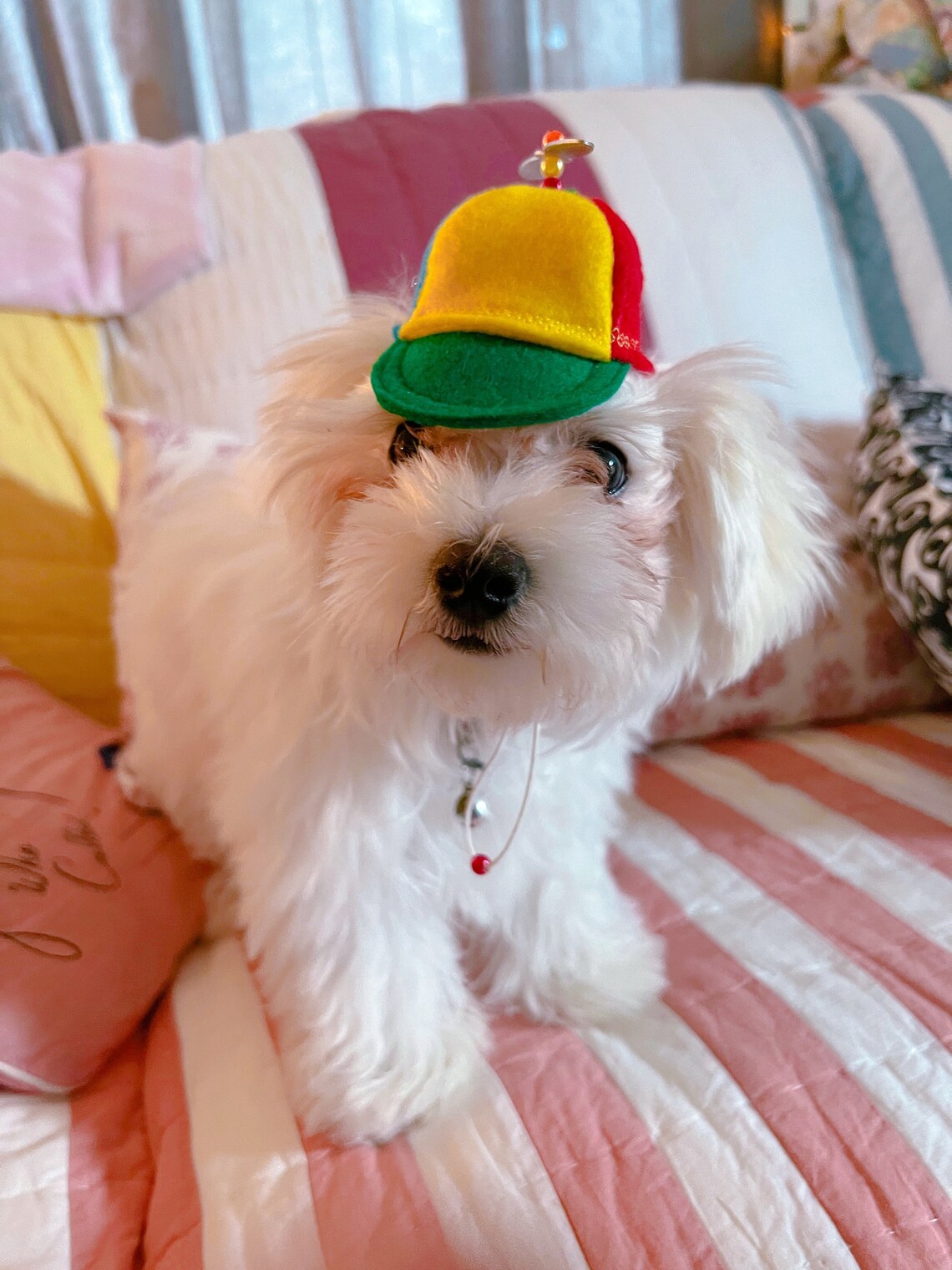 Customer photo of a pet with the Beanie Hat / Propeller Helicopter hat for Cat