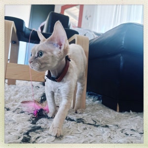 Susan added a photo of their purchase