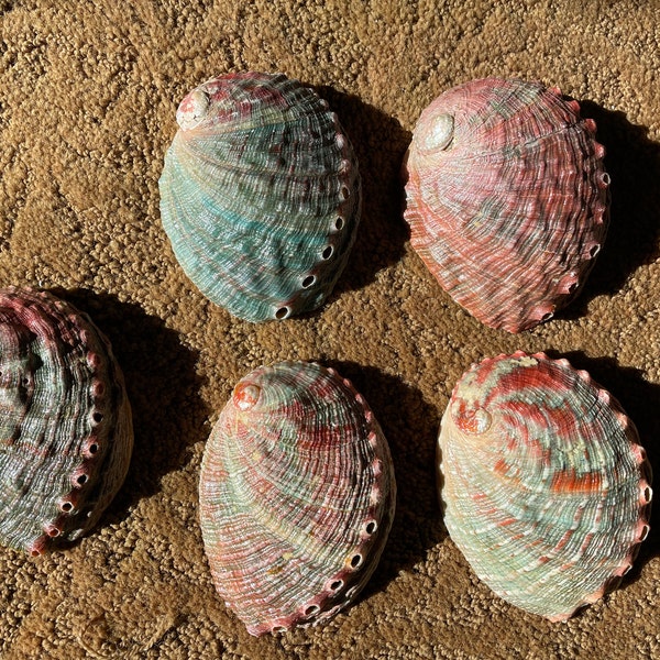 Wholesale (3-4") Threaded Abalone Shells Comes in Great Price. 100% ...