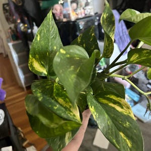Kala added a photo of their purchase
