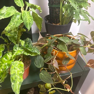 Samijojo added a photo of their purchase