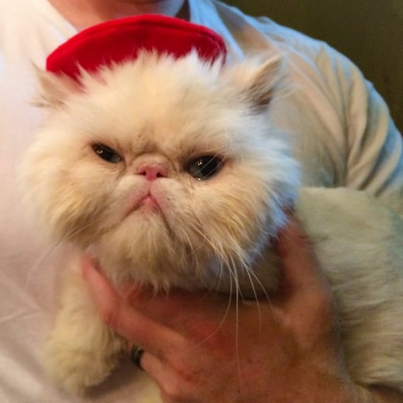 Customer photo of a pet with the Beret for small pet Cat Dog Hedgehog Guinea Pig