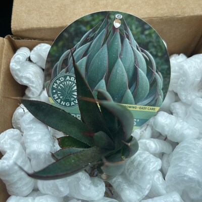 Shadow Waltz Mangave STARTER Plant – Agave/Manfreda Hybrid, Variegated, 5" Wide
