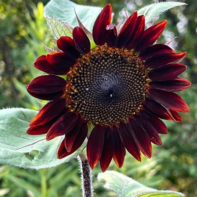 50 Rare Midnight Oil Blue Sunflower Seeds - Hybrid Black Bonsai For Eye-Catching Garden Decor