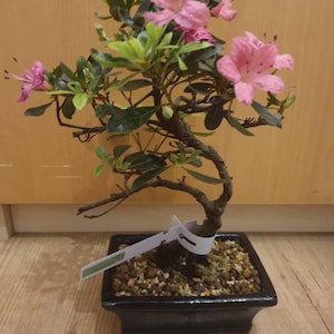 Siobhan added a photo of their purchase