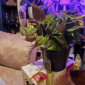 Nadine added a photo of their purchase