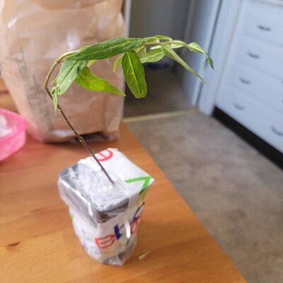 SEMI PEPERONCINO CAROLINA REAPER HP22B SEMI PEPERONCINO CAROLINA REAPER HP22B