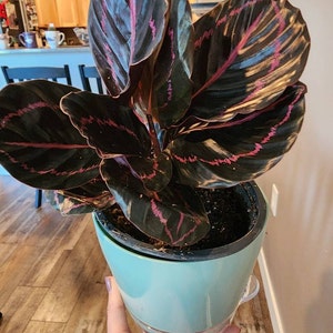 Lora ha aggiunto una foto del proprio acquisto