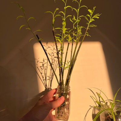 Fresh Boxwood, Cut to Order, Sold by the Pound, Fresh Wreath Greenery ...