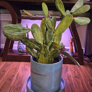 Janice heeft een foto van zijn/haar aankoop toegevoegd