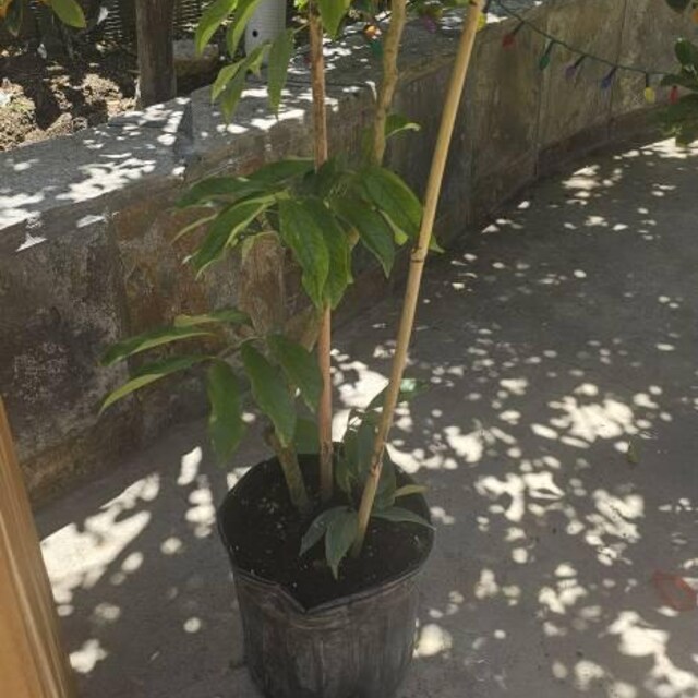 Lychee Mauritius Nut Tree, Litchi chinensis