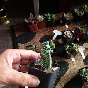 Jamie ha añadido una foto de su compra