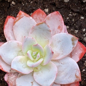 Marce added a photo of their purchase