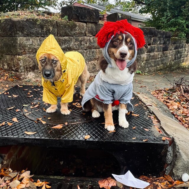 Pennywise sale dog costume