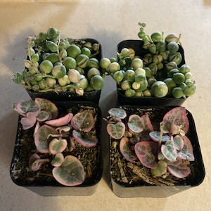 Victoria added a photo of their purchase