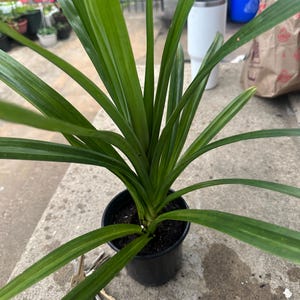 hi added a photo of their purchase
