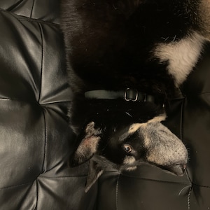 Ria ha aggiunto una foto del proprio acquisto