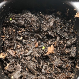 Echeveria subcorymbosa rare succulent 10 seeds | Etsy