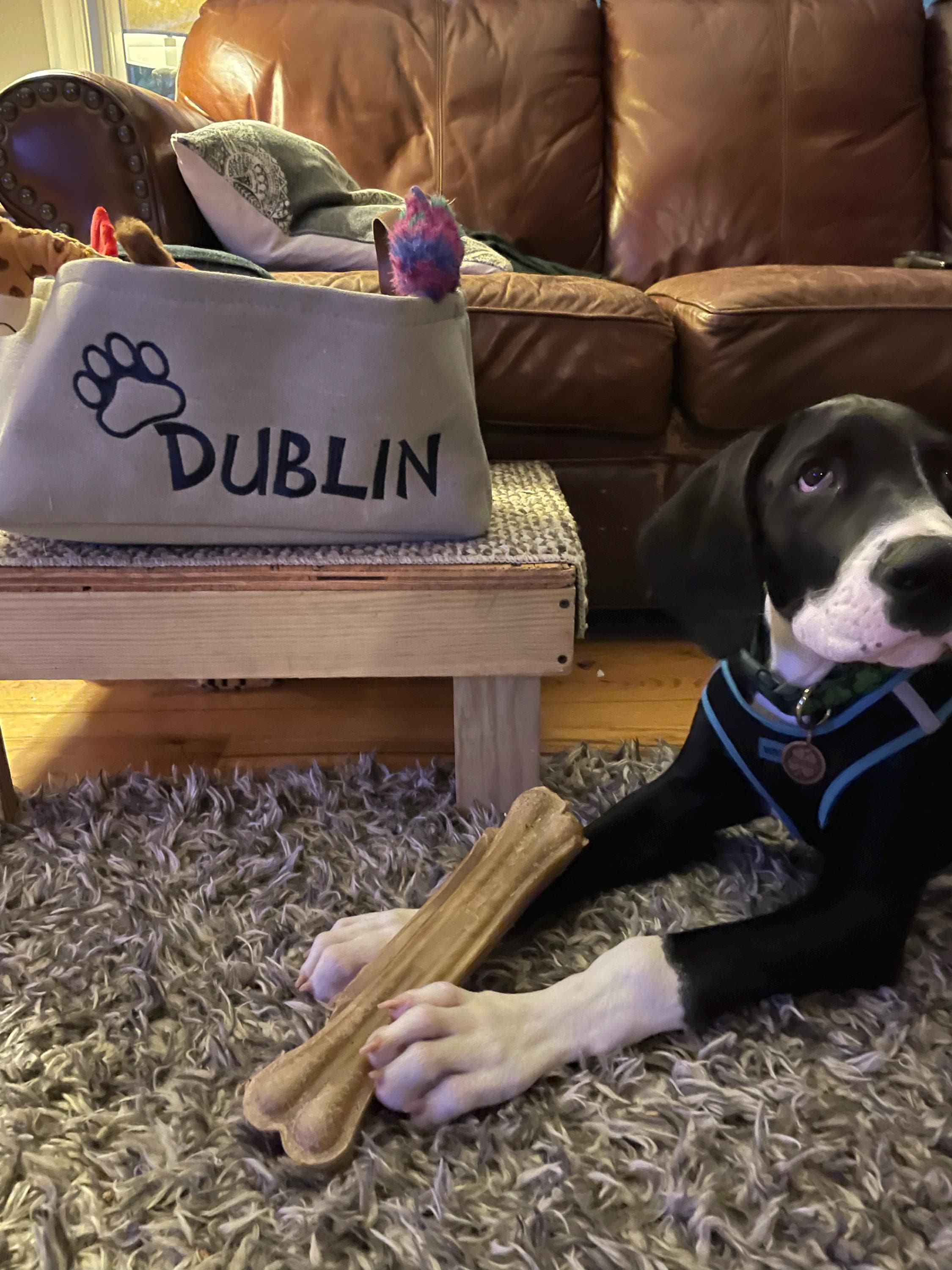 Personalized Dog Toy Bin EMBROIDERED FABRIC Storage Basket Linen Basket For Vinyl Handles Two Basket Colors Custom Dog Basket