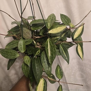 OnDeane added a photo of their purchase