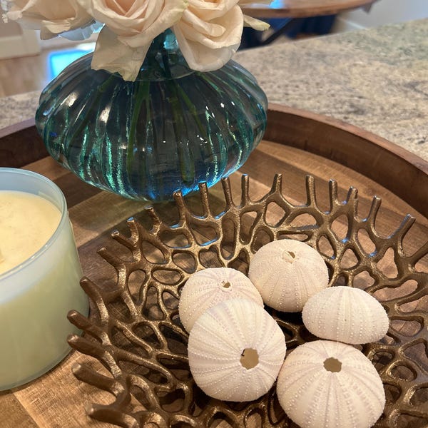 Conch Sea Shell | Garden Quality 6"-8" Conch Shell | Imperfect Conch ...