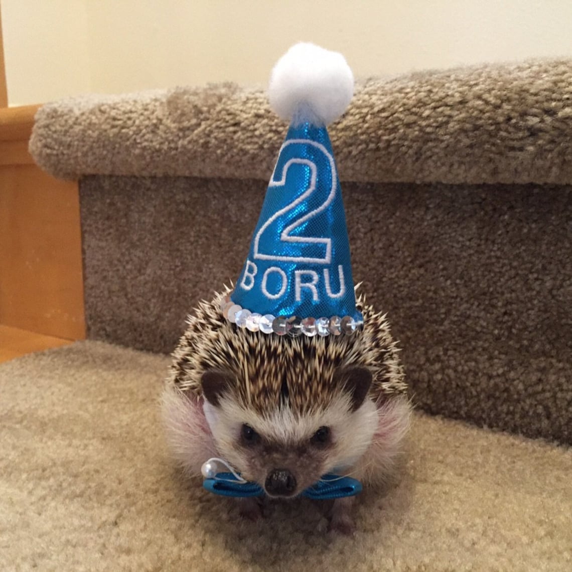 Customer photo of a pet with the First Birthday hat and matching tie