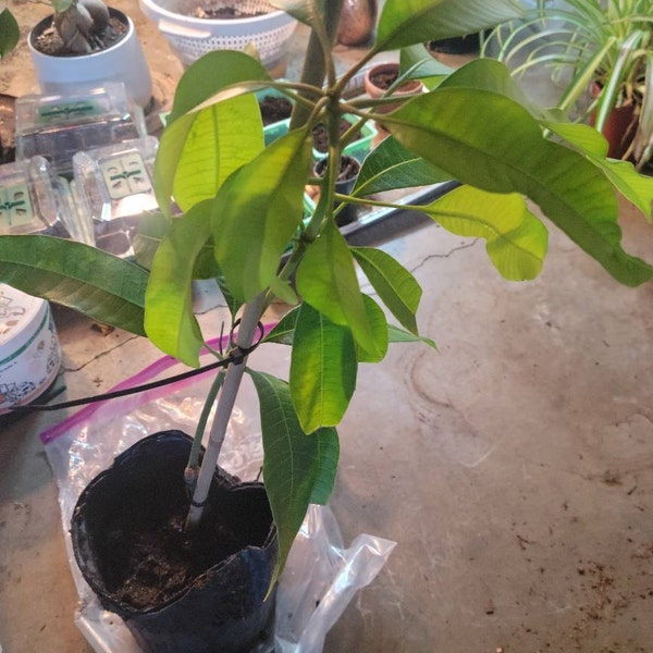 Indian Pakistani Mango Anwar Ratol Tree Grafted the Best Mango in the ...