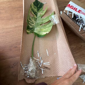 Vperez added a photo of their purchase