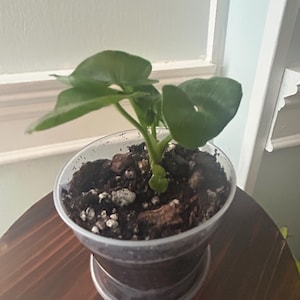 Acquirente Etsy ha aggiunto una foto del proprio acquisto