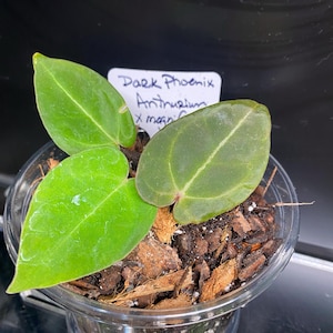 Anthurium Dark Phoenix X Magnificum Starter Plant (ALL STARTER PLANTS  Require You to Purchase 2 Plants!) - Etsy