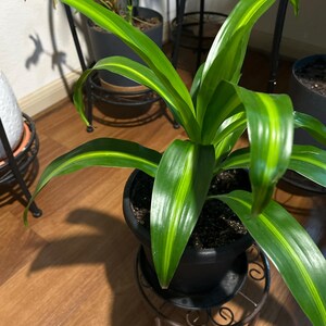 Comprador de Etsy ha añadido una foto de su compra