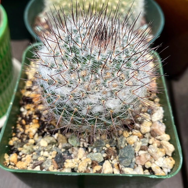 Mammillaria Ritteriana Cactus Plant - Etsy